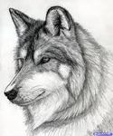 What is your favorite kind of Wolf? My two favorite wolves are the silver and gray wolf. What's yours? What is your favorite kind of Wolf? My two favorite wolves are the silver and gray wolf. What's yours?