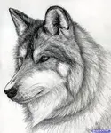 What is your favorite kind of Wolf? My two favorite wolves are the silver and gray wolf. What's yours? What is your favorite kind of Wolf? My two favorite wolves are the silver and gray wolf. What's yours?