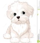 Can a maltese (pet) fight with stray? please tell me. i have a doubt cause ppl say it's fragile then can it survive dog attacks? Can a maltese (pet) fight with stray? please tell me. i have a doubt cause ppl say it's fragile then can it survive dog attacks?