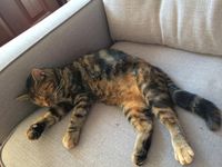 What Breed Is My Cat? What breed(s) is she? What Breed Is My Cat? What breed(s) is she?