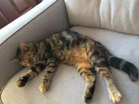 What Breed Is My Cat? What breed(s) is she? What Breed Is My Cat? What breed(s) is she?