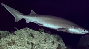 sir what r u doing so far underwater (sixgill shark)