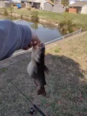 this preggo catfish jóie's dad caught