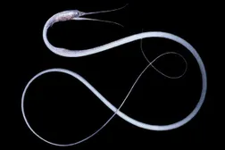 scrawny bastard 10/10 (snipe eel)
