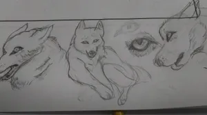 Did a quick wolf study instead of my math assignment lol
