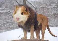 Guinea Lion!