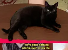 look at how polite he is