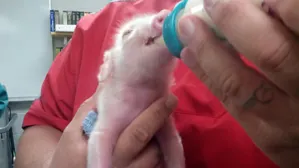 My teacher had the cutest piglet