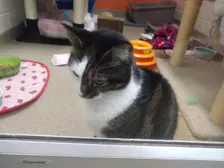 estel wife cat