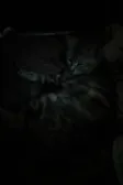 My cat &; her kittens