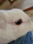 QmQ my poor bun
