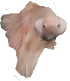 Dad don't make me a PNG-