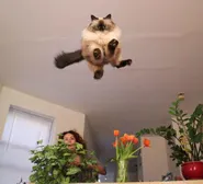Flying cats... What else does the world have in store for us?