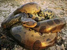 snakes are cute