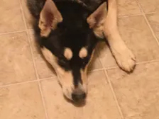 The dancing doggo