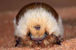 I love this dumb Woolly Chafer Beetle. Me as a bug