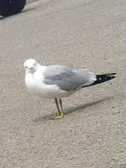 Another chonko pic from a different day
