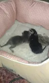 I got the kittens a bed