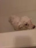 ugly ass rat