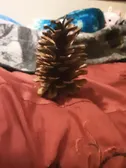 Pinecone pinecone pinecone