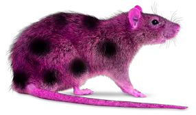 diavolo