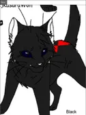 Black Widow cat sold to @PrincessLuna1