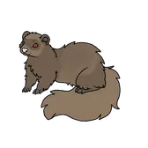 Ferret