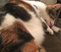 my friends cat is a qt