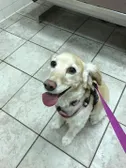 hi it’s my dog!!!