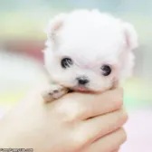How many of you want a pet but your parents say "no"..;(