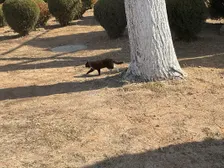 Found this cat outside my school