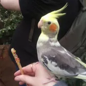 Here's when I fed a birb
