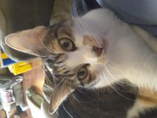 My other cat aka demon (the photo is upside down lol)
