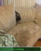 what did you find boy?