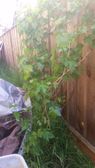 My grapevine