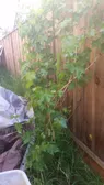 My grapevine