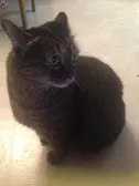 One of my adorable fat cats. <33