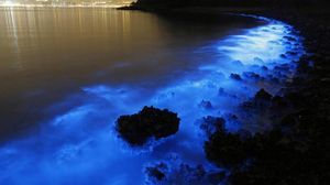 bioluminescent plankton!!!! :D
