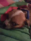 Welp, I got a puppy....Rex/Boy