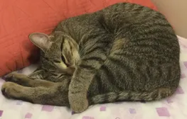 My cat sleeps like this...?