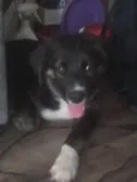 MY NEW PUPPY