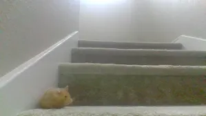 The most ANNOYING hamster of 2021