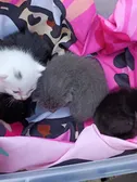 Kittens 🤍