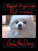 R.I.P. Gabe the dog D: