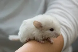 Alexis: Shady got me a new pet. ^-^