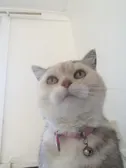 THERES A FRIGGIN KITTY HERE OML