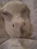 Help my rabbits getting fat ?? at least flopsy is
