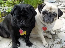 Awesome Pugs Awesome Pugs