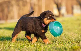 Dog lovers unite Dog lovers unite