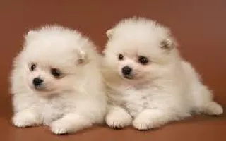 puppy lover page puppy lover page